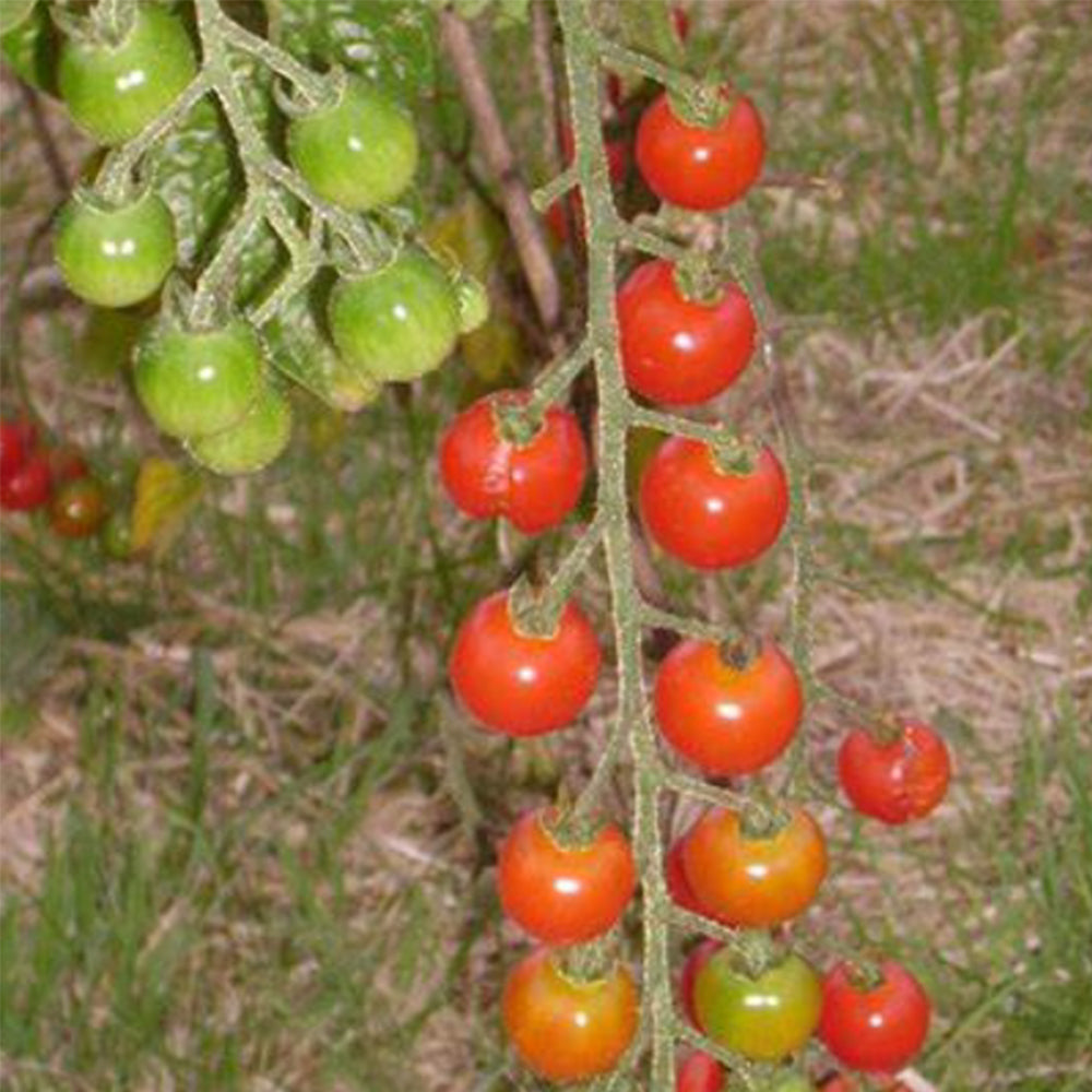 744 Lady Erin Sweet Pie Tomato