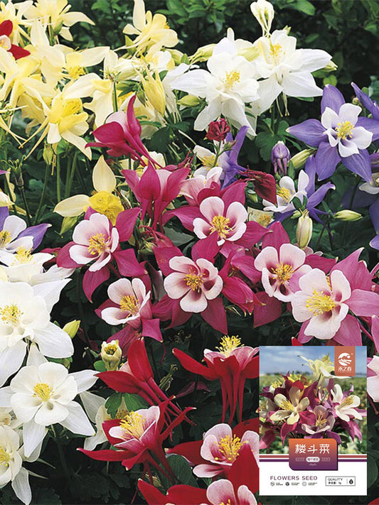 Hezhichun Aquilegia 'Cat's Paw Mix'