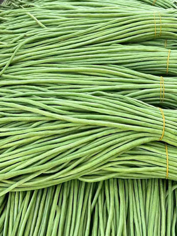 'Jiangshan Xiuli' Cowpea