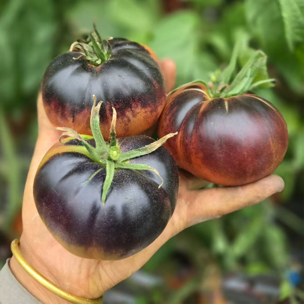 731 Lacadero Tomato