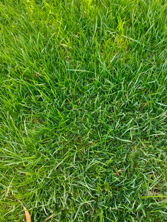 Turf-Type Tall Fescue