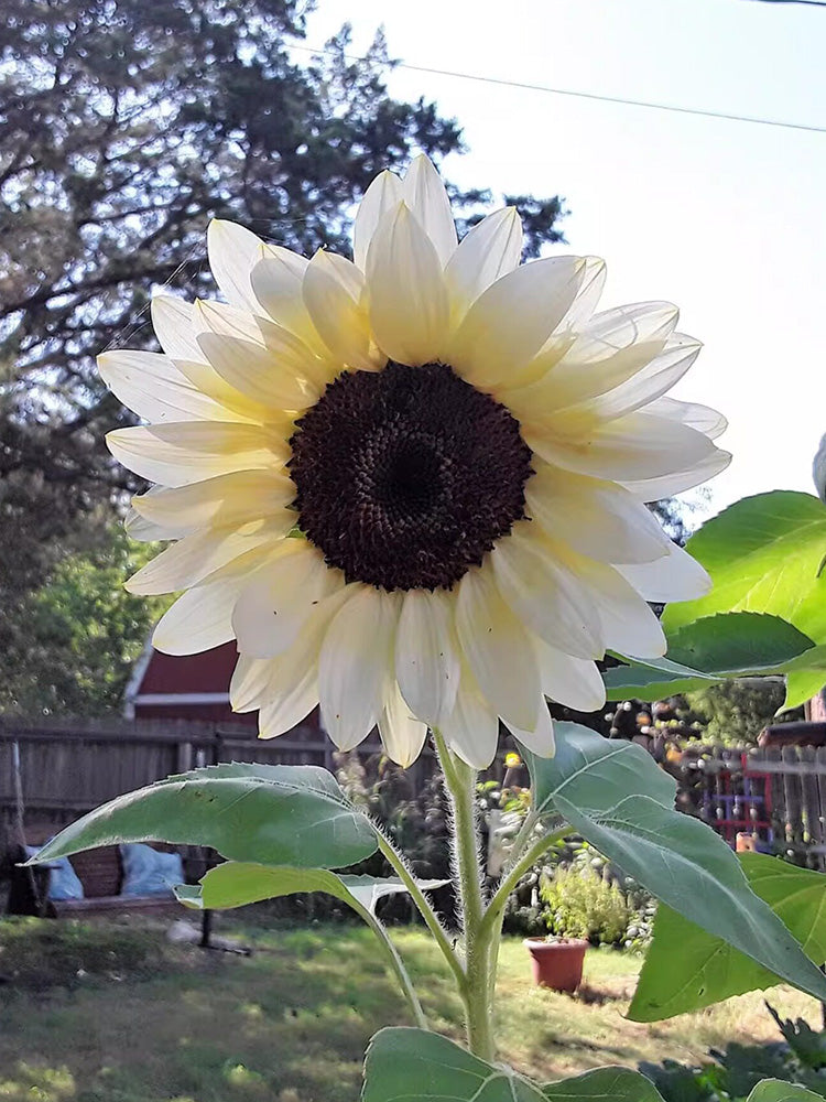 'White Lover' Sunflower