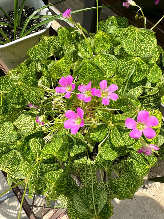 Oxalis corymbosa 'Aureo-reticulata'