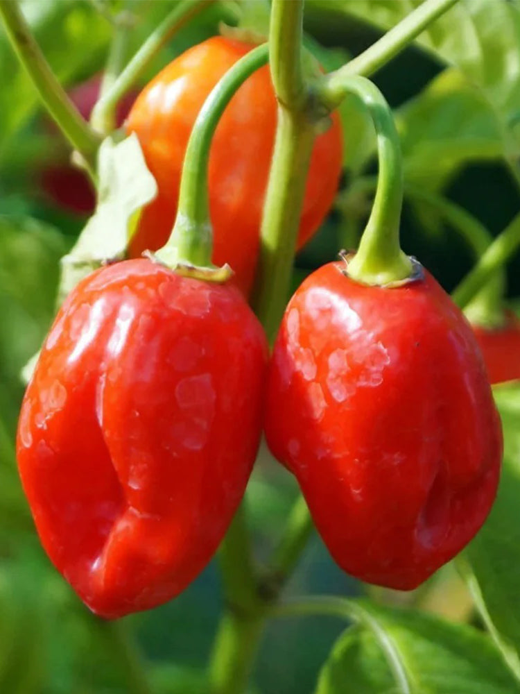 Red Habanero Pepper