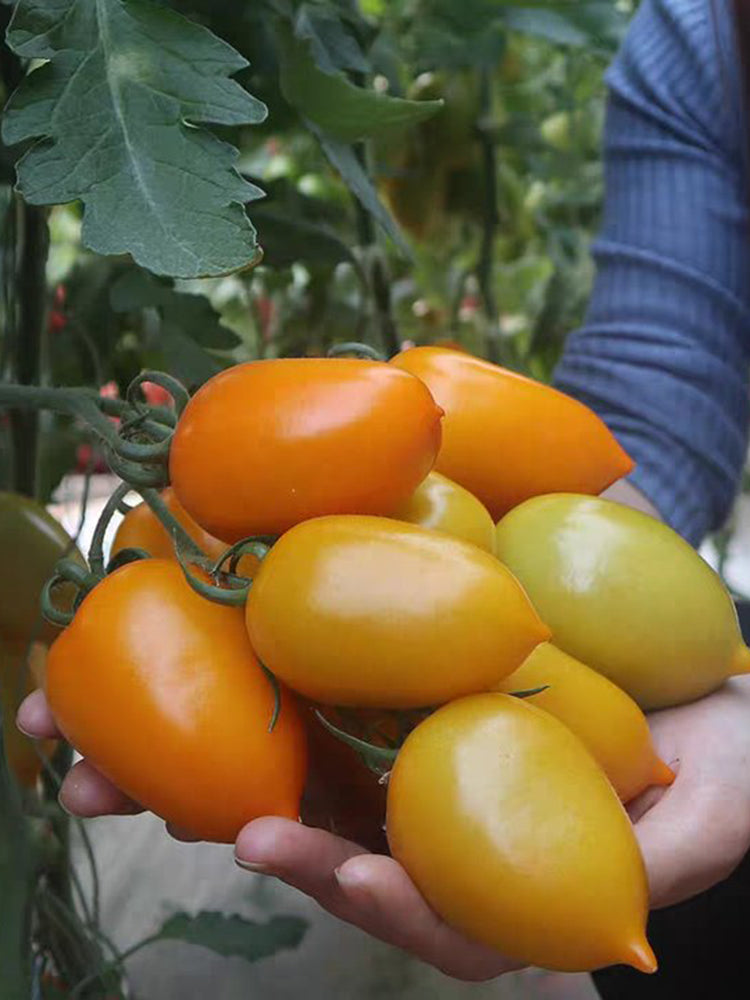 Yellow Roman Tomato