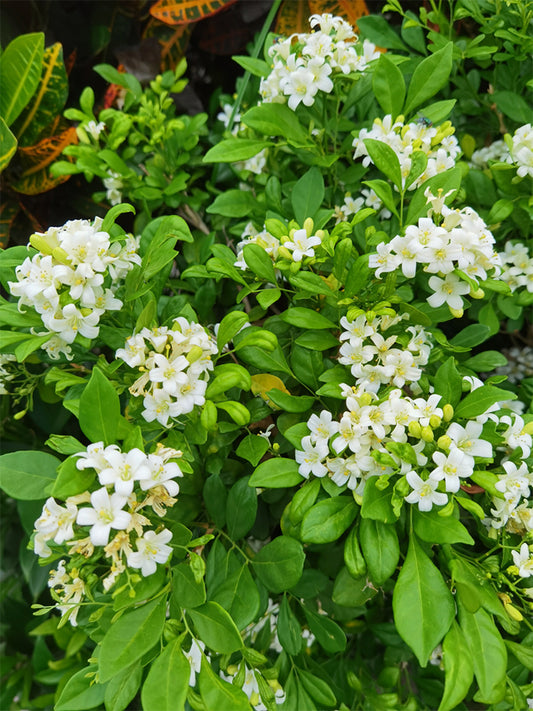 Orange Jasmine (Murraya paniculata)