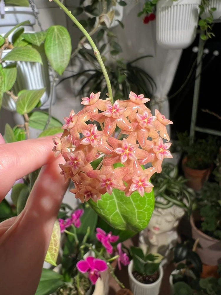 Hoya fitchii Unrooted Stem Cuttings