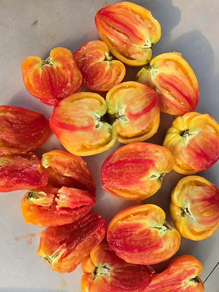 997 Amber Scallop Tomato