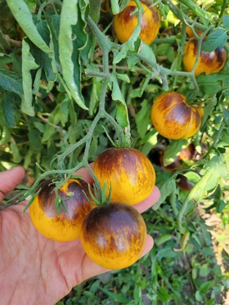 Pineapple Blue Pear Tomato