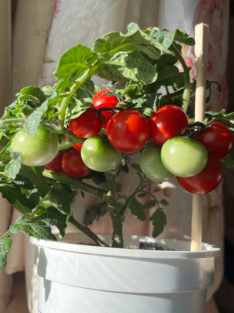 Siberian Mini Greenhouse Tomato