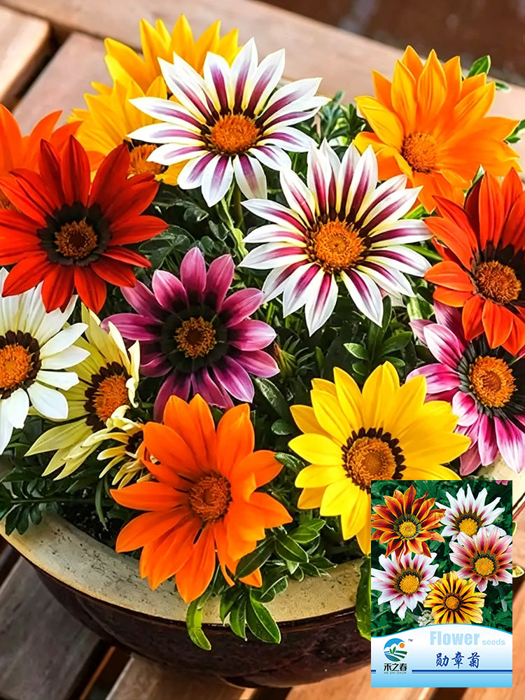 Gazania
