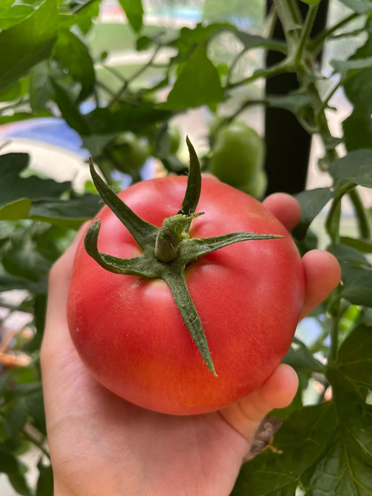 Super Sweet Pink Beauty Tomato