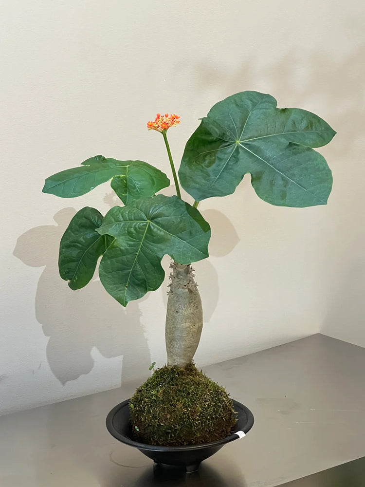 Buddha Belly Plant