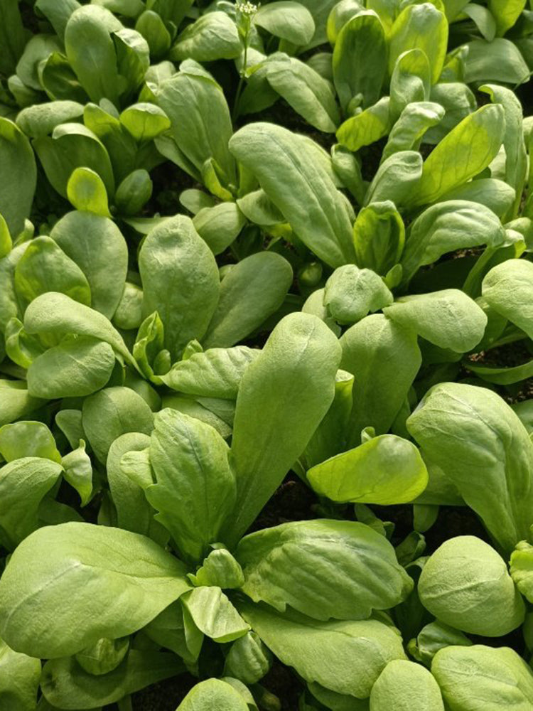 Large-Leaf Chrysanthemum Greens