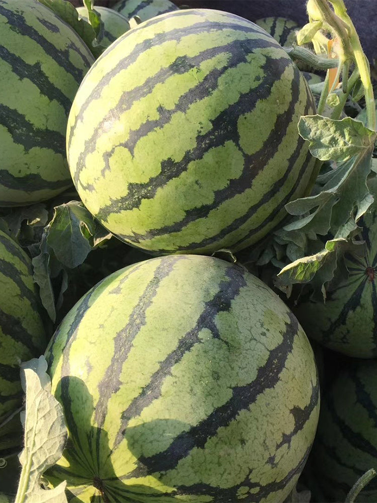 Xiumei Meidu Watermelon