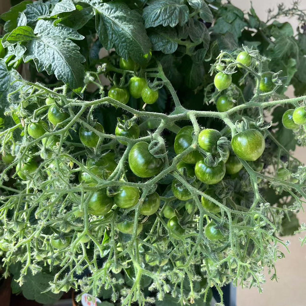 800 Explosion Head Mini Dark Stripe Tomato