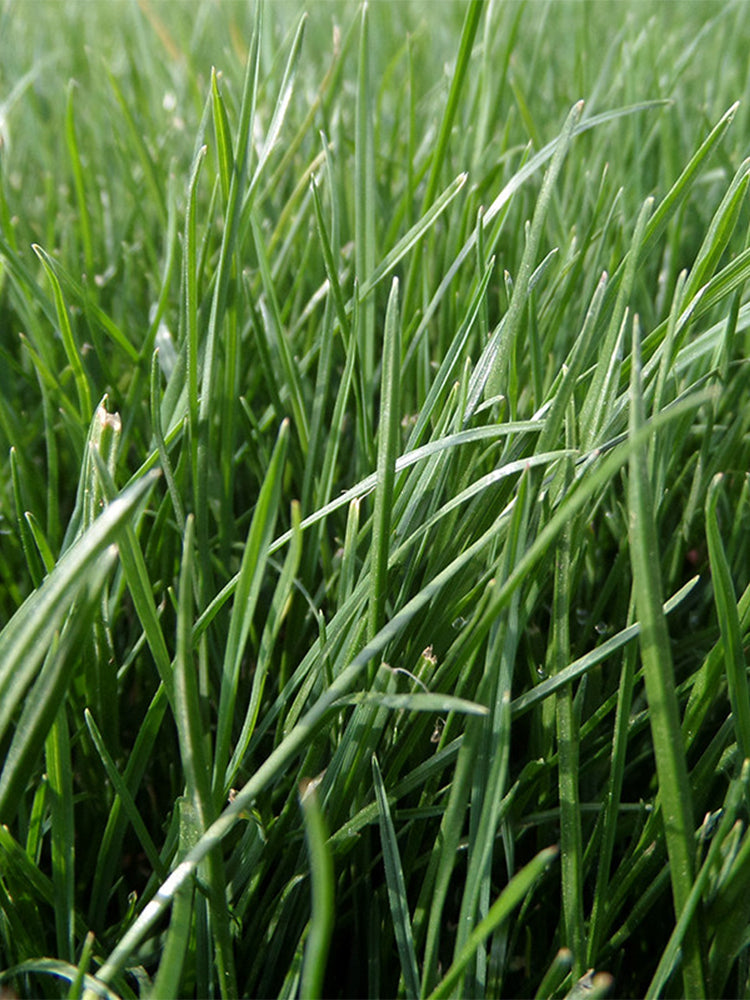 Turf-Type Tall Fescue
