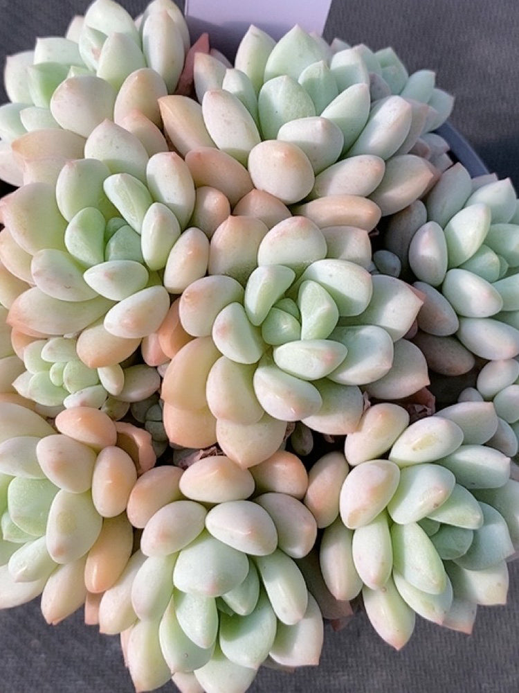 Echeveria 'Jade Ruyi'