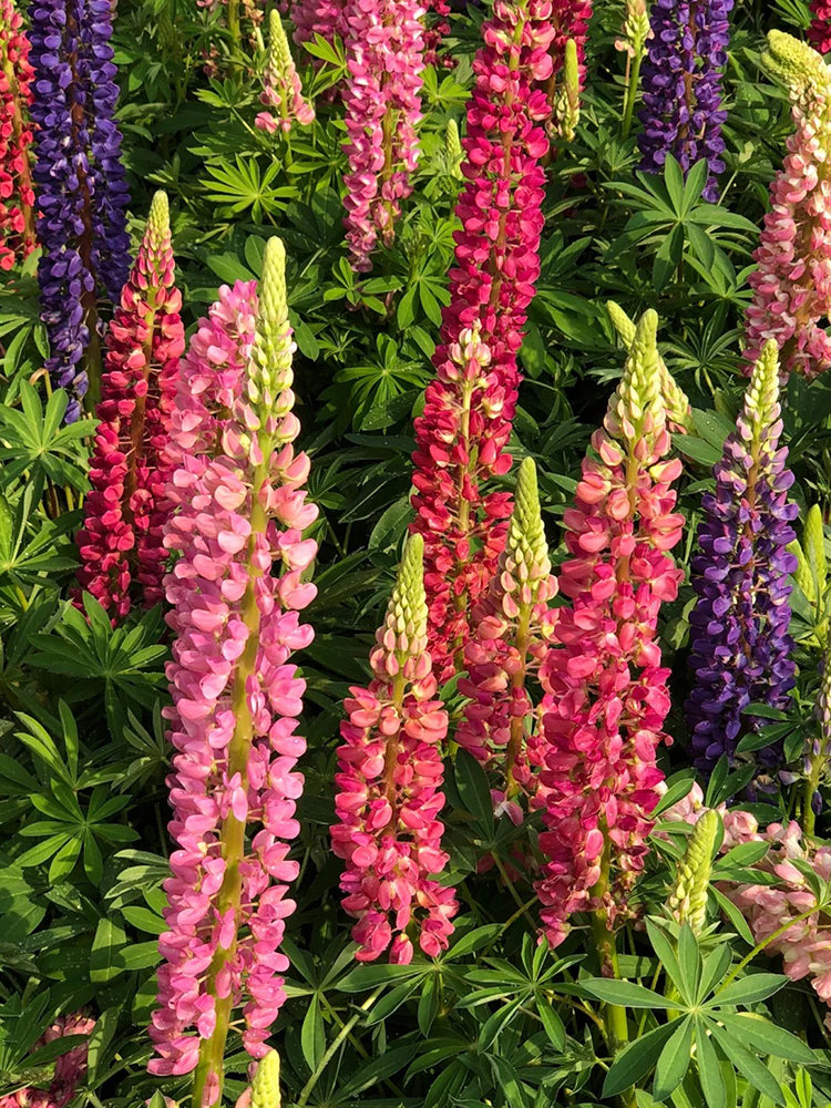 Mixed Color Lupin