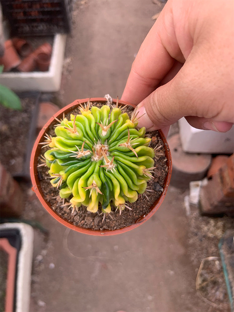 Echinofossulocactus multicostatus f. variegata