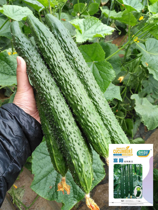 Fuyang Spiny Cucumbers