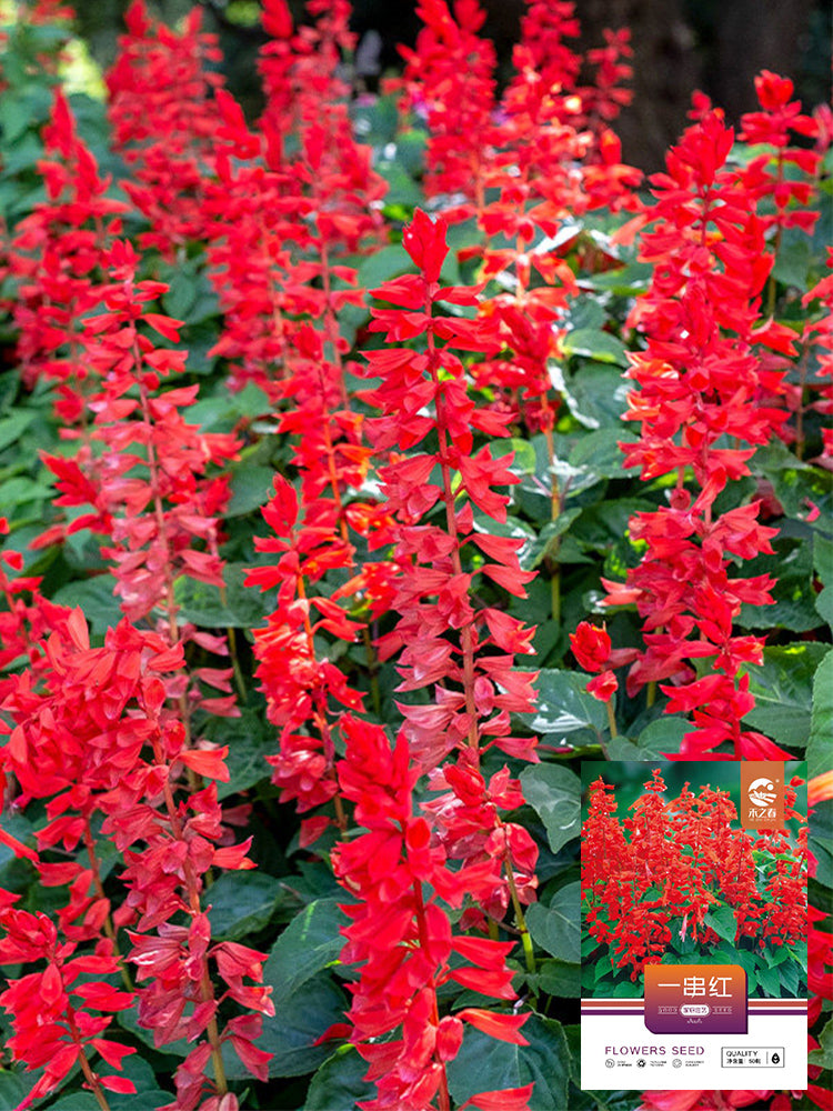 Hezhichun Scarlet Sage