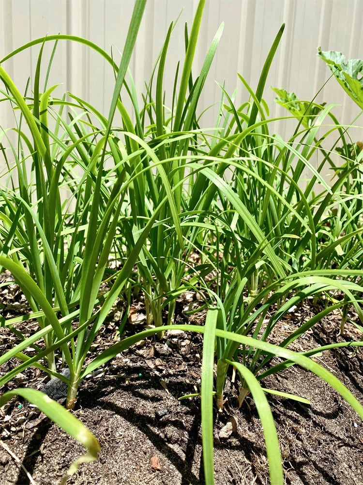 HUAJUN Purple-rooted Chinese Chives