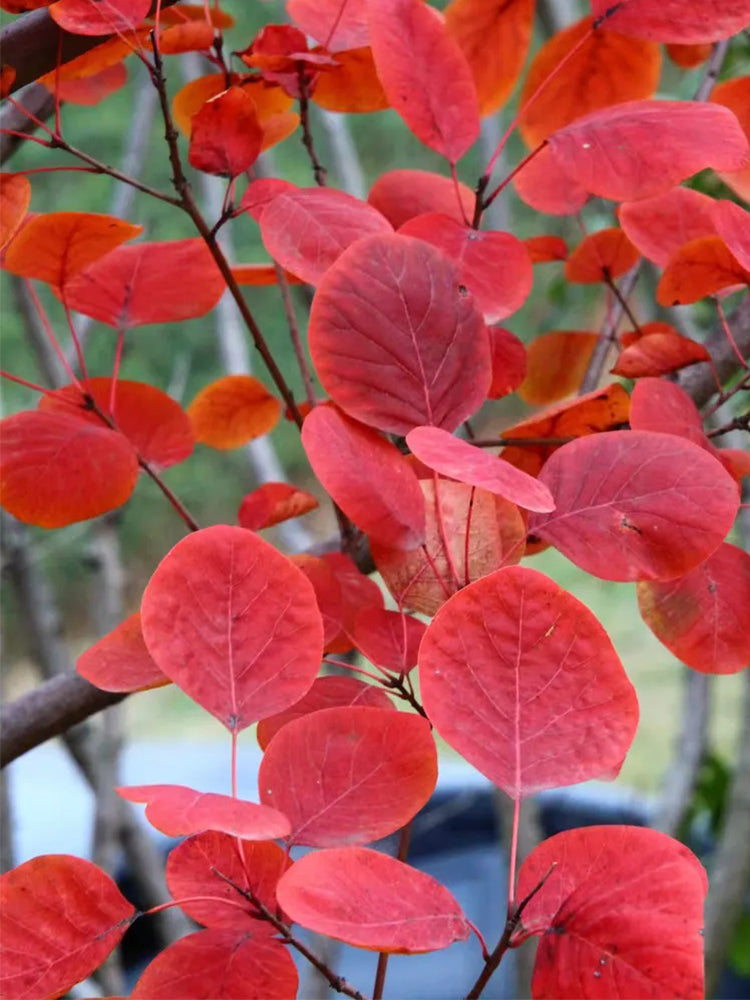 Smoke Tree