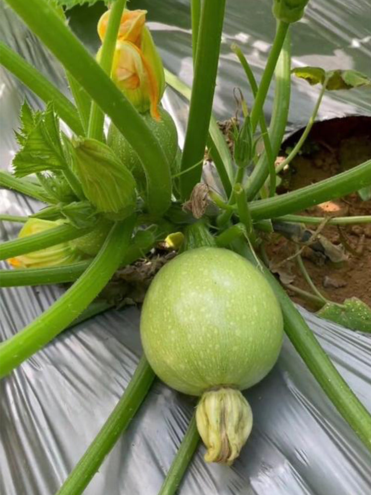 Green Pearl Zucchini