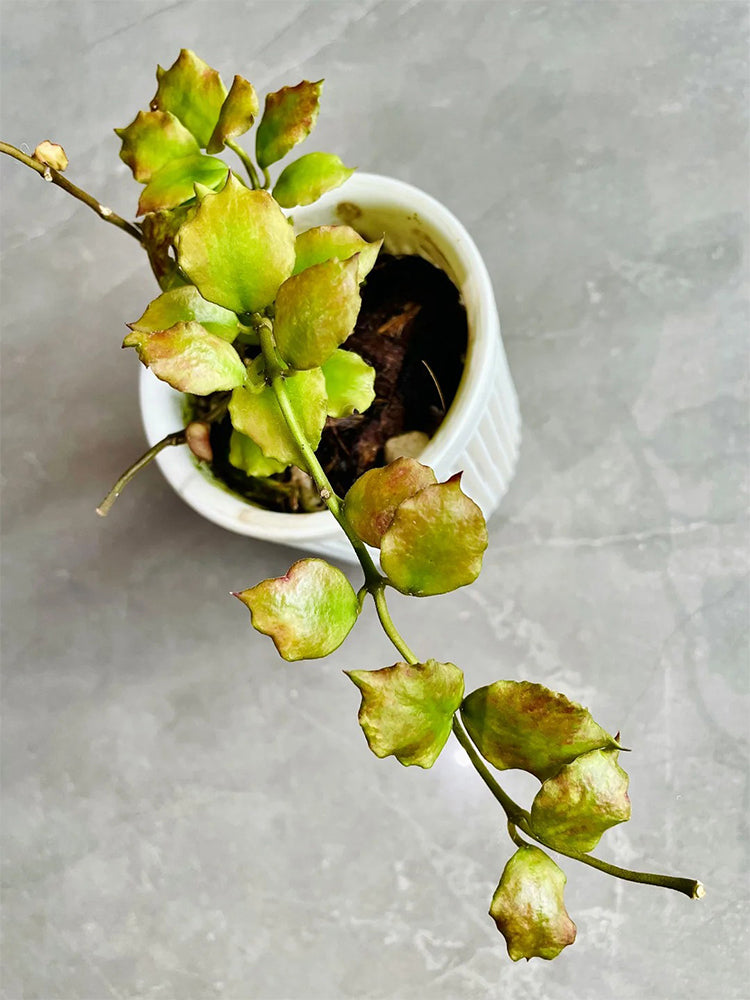 Hoya endauensis Unrooted Stem Cuttings