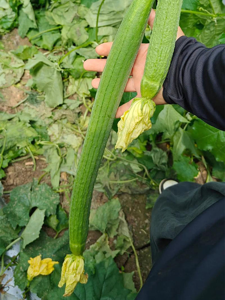Jiamei 60 Long Sponge Gourd