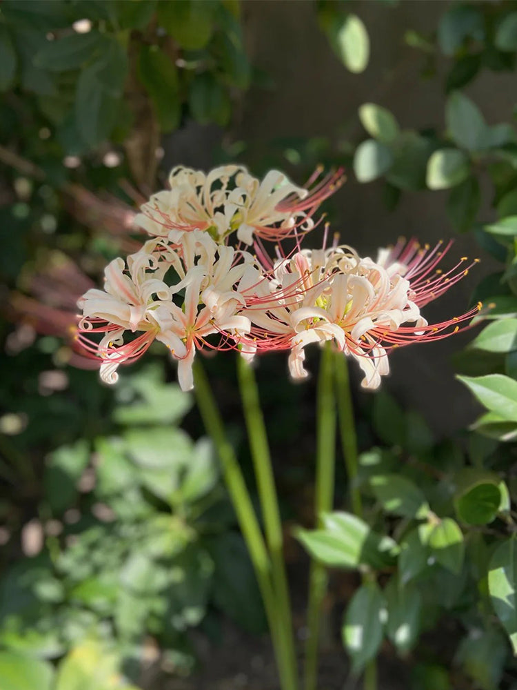 'Pink Dream' Lycoris