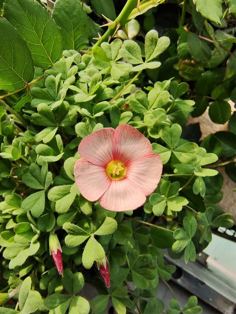 Oxalis versicolor 'Cherry Cream'