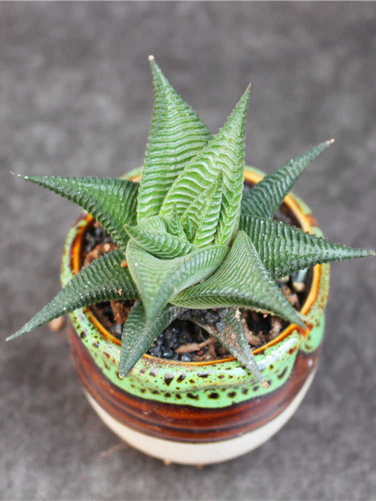 Haworthiopsis limifolia