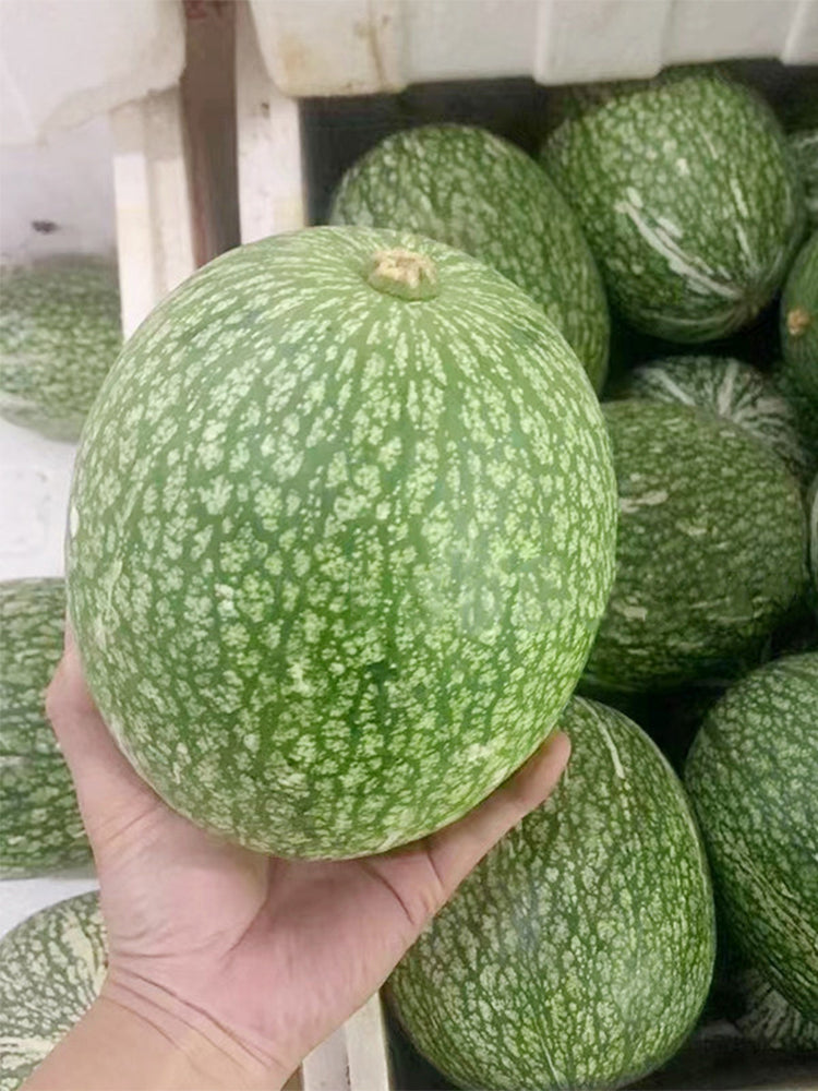 Figleaf Gourd