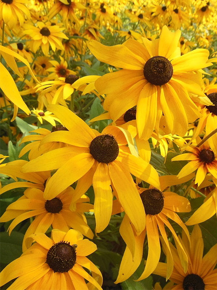 Hezhichun Dwarf Black-eyed Susan