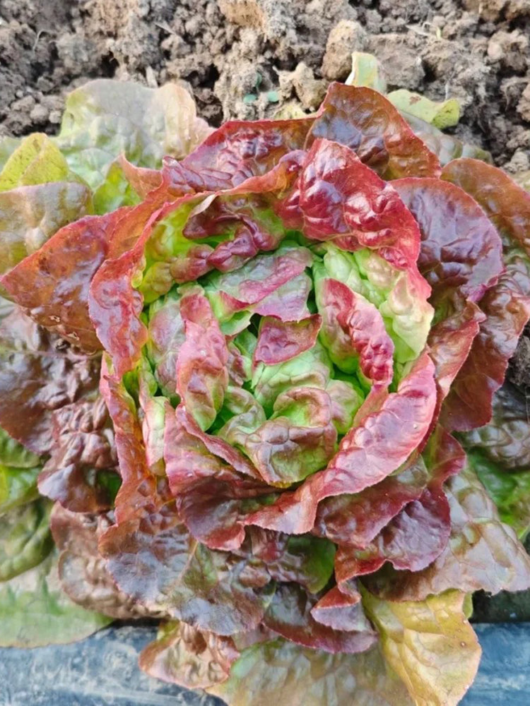 'Amethyst Cream' Lettuce