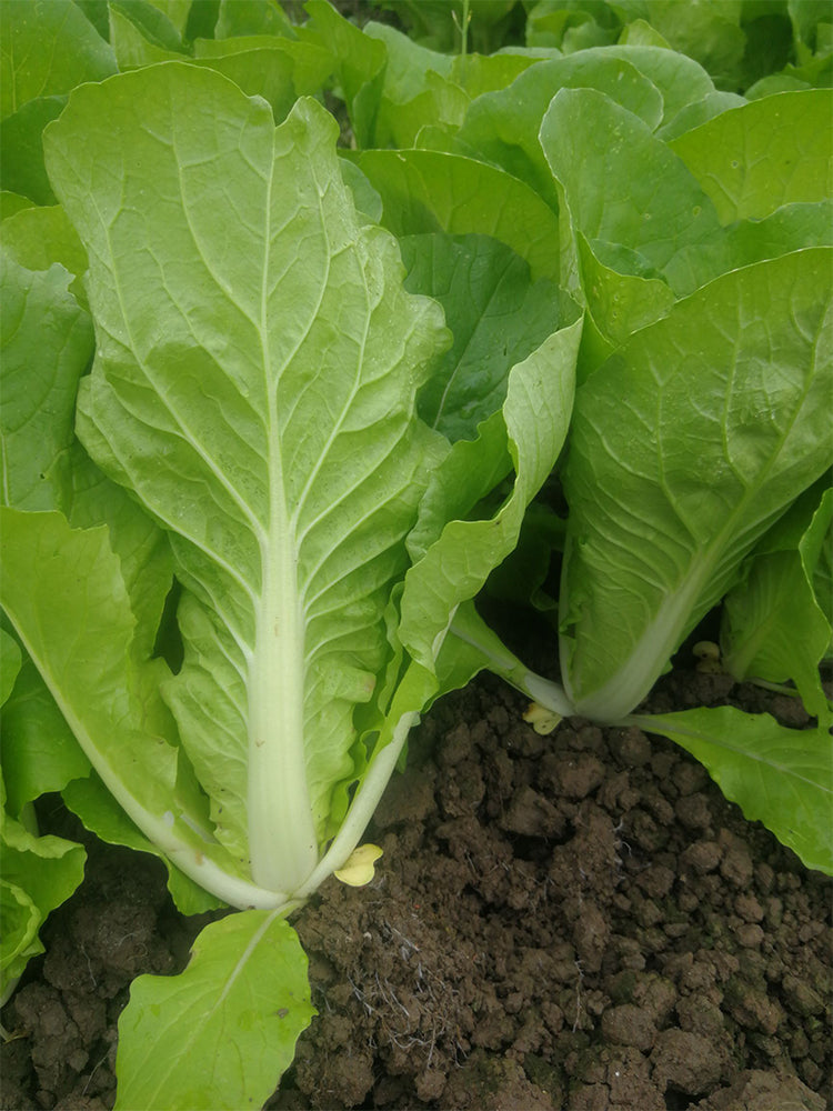 Sweet Crispy 'Chiye' Pak Choi