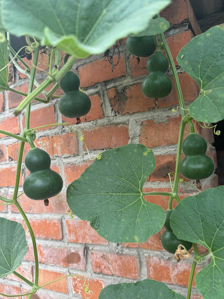 Dark Green Gourd
