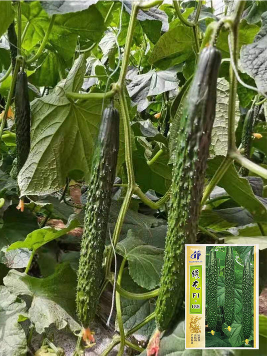 ‘Green Dragon F1 · 188' Cucumbers (Cucumis sativus L.)