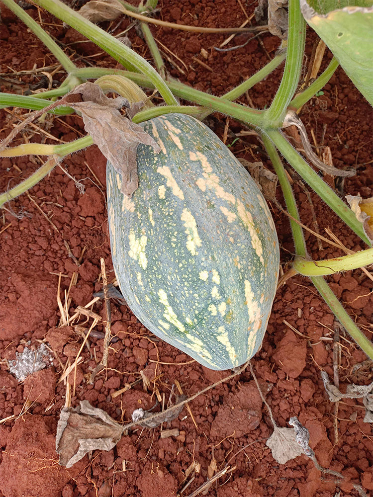 Sweet Taro Flavor Pumpkin