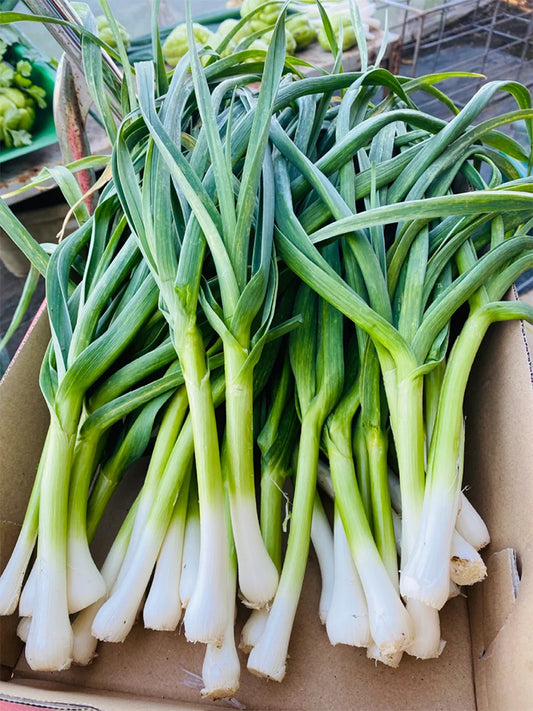 Leek (Allium ampeloprasum var. porrum)