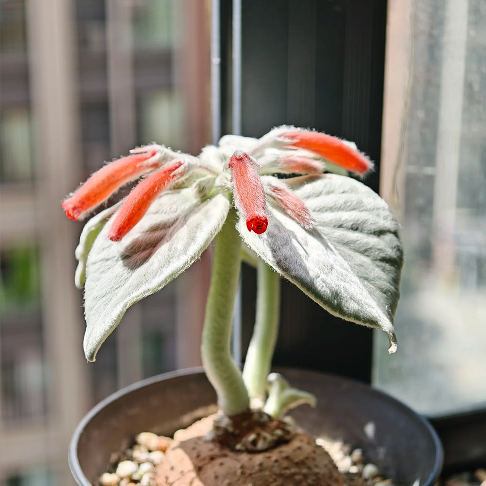 TD004 Sinningia leucotricha Dormant Tuber