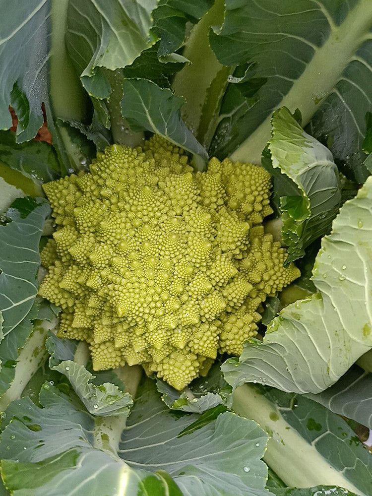 Dutch White Pagoda Cauliflower