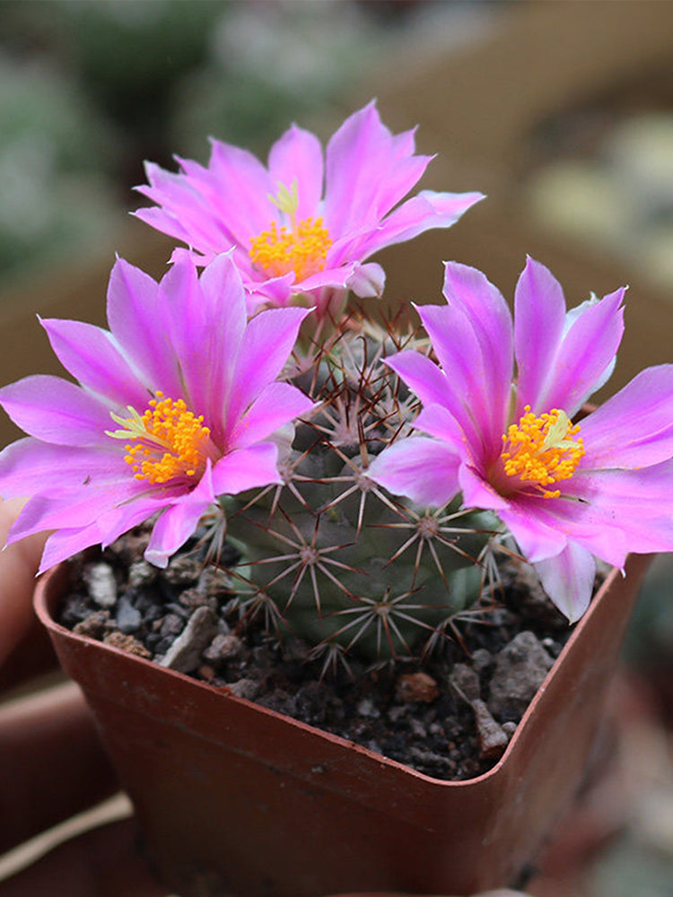 Cochemiea schumannii