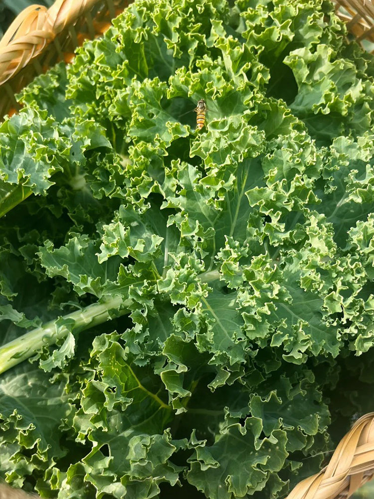 Curly Kale