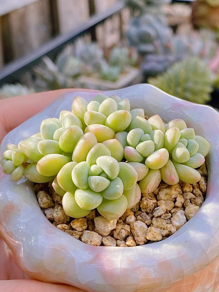Echeveria cv. 'Bubblegum'