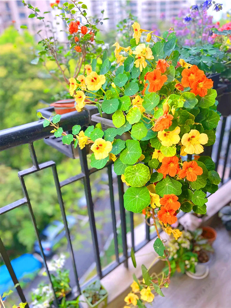 Hezhichun Mixed Color Nasturtium