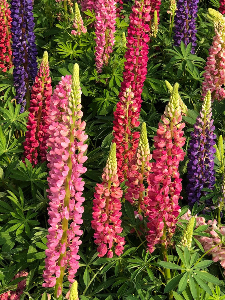 Mixed Color Lupine