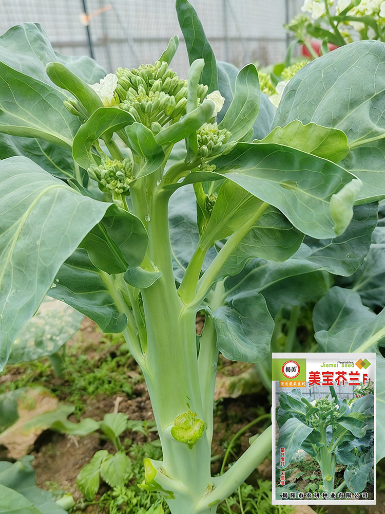 MeiBao Chinese Kale